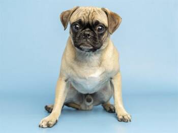 SAM -  Pug Dog for Adoption in Phoenix, Arizona - SAM | PetCurious
