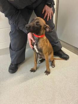 Mixed Breed Dogs Available for Adoption in Rochester, New York - Aida (Red) | PetCurious