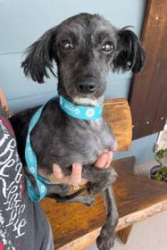 Minnie -  Poodle Dog for Adoption in Wekiwa Springs, Florida - Minnie | PetCurious
