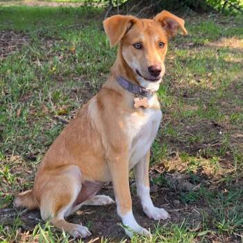 Rescue Terrier and Mixed Breed Dogs for Adoption in Tylertown, Mississippi - Nina | PetCurious