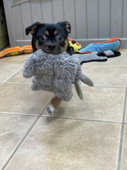 Shih Tzu and Chihuahua Dogs Available for Adoption - Kobe | PetCurious