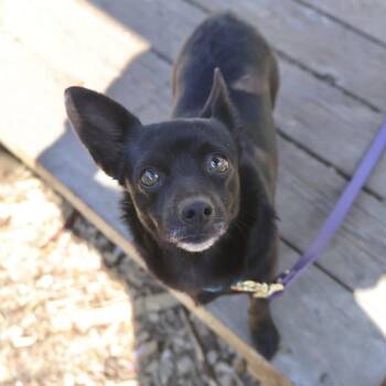 Chihuahua Dogs Available for Adoption in Briarcliff Manor, New York - Laurel | PetCurious