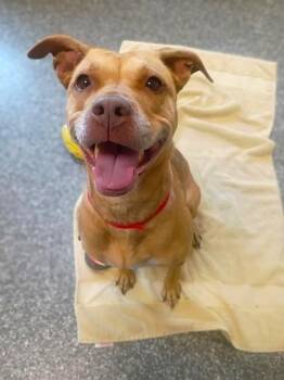 Sandy -  Pit Bull Terrier and Mixed Breed Dog for Adoption in Westland, Michigan - Sandy | PetCurious