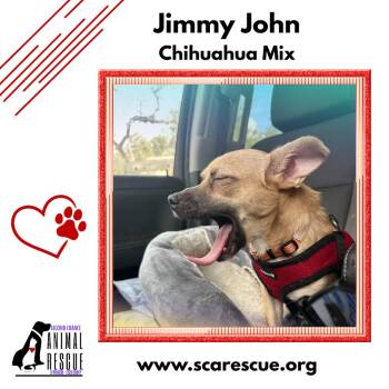 Jimmy John (JJ) -  Chihuahua Dog for Adoption in Windsor, Ontario - Jimmy John (JJ) | PetCurious