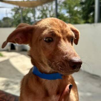 Mixed Breed Dogs Available for Adoption in Guaynabo, Guaynabo - Bambi | PetCurious