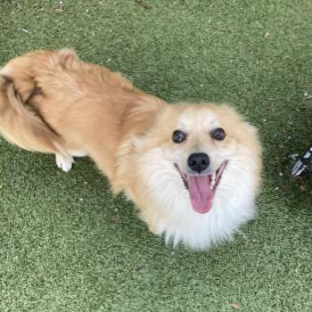 Chihuahua and Mixed Breed Dogs Available for Adoption in Providence, Rhode Island - Cinnamon | PetCurious