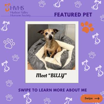 Chihuahua Dogs Available for Adoption - BILLY  | PetCurious