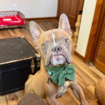 Igor Smooches -  French Bulldog and Bulldog Dog for Adoption in Friendswood, Texas - Igor Smooches | PetCurious