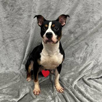Hunter -  Pit Bull Terrier Dog for Adoption in Pleasantville, New Jersey - Hunter | PetCurious