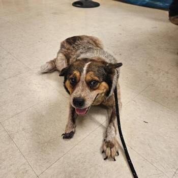 Roux -  Cattle Dog Dog for Adoption in Lake Panasoffkee, Florida - Roux | PetCurious