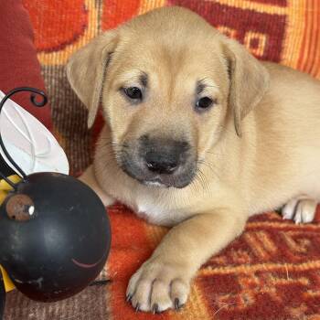 Justice Pup - Bench -  Labrador Retriever and Terrier Dog for Adoption in San Diego, California - Justice Pup - Bench | PetCurious