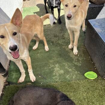 JUNIOR & DJ -  Labrador Retriever and Shepherd Dog for Adoption - JUNIOR & DJ | PetCurious
