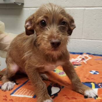 Truffle -  Mixed Breed Dog for Adoption in Murray, Utah - Truffle | PetCurious