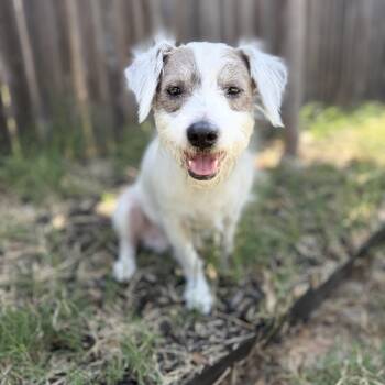 Miles -  Terrier Dog for Adoption in Martinez, California - Miles | PetCurious