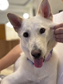 Jindo Dogs Available for Adoption in San Diego, California - Teddy | PetCurious