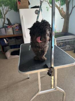 Rescue Poodle Dogs for Adoption in Fresno, California - BOLT | PetCurious