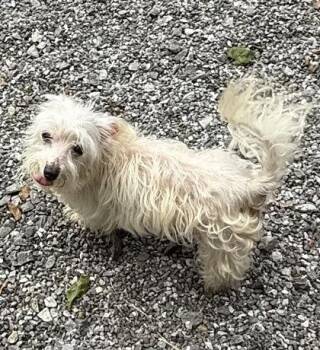 Poodle and Mixed Breed Dogs Available for Adoption in Wilkesboro, North Carolina - Noodle | PetCurious