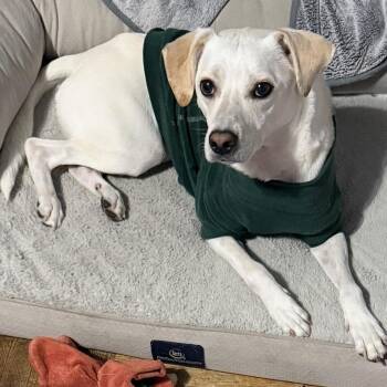 Labrador Retriever and Mixed Breed Dogs Available for Adoption in Philadelphia, Pennsylvania - Wally | PetCurious
