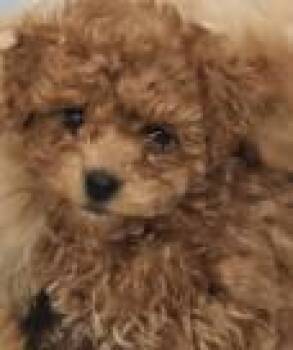 Cavapoo Dogs Available for Adoption - #257 Nina | PetCurious