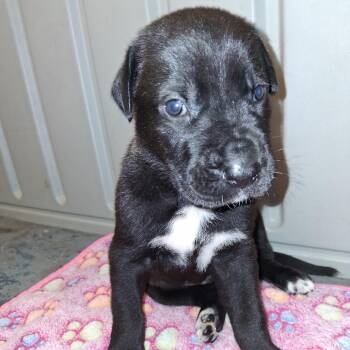 STETSON 4165 -  Great Dane Dog for Adoption in Loxahatchee Groves, Florida - STETSON 4165 | PetCurious