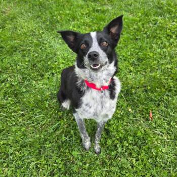 Australian Shepherd and Mixed Breed Dogs Available for Adoption in Eastford, Connecticut - CT Amy | PetCurious
