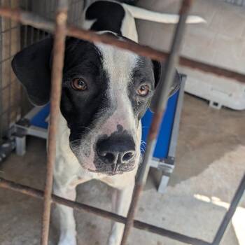 Tyler -  Hound and Pit Bull Terrier Dog for Adoption in Birmingham, Alabama - Tyler | PetCurious