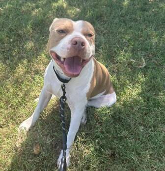 Goody -  Mixed Breed and Pit Bull Terrier Dog for Adoption in Austin, Texas - Goody | PetCurious