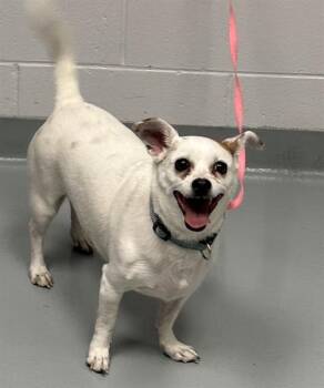 Chihuahua and Mixed Breed Dogs Available for Adoption - COCO | PetCurious