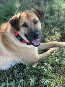 Jane -  German Shepherd Dog Dog for Adoption in Colorado Springs, Colorado - Jane | PetCurious
