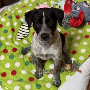 Shepherd and Mixed Breed Dogs Available for Adoption in Falls Church, Virginia - Story Pup: Honey | PetCurious
