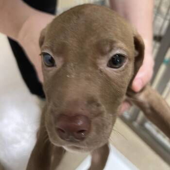 Alicent -  Pit Bull Terrier Dog for Adoption in Pekin, Illinois - Alicent | PetCurious