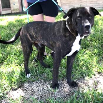 Mastiff and Terrier Dogs Available for Adoption in Conroe, Texas - Terri (Julia) | PetCurious