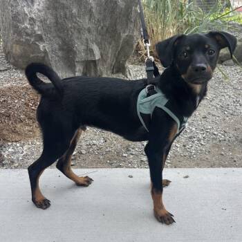 Bodie -  Rat Terrier and Chihuahua Dog for Adoption in Cashmere, Washington - Bodie | PetCurious