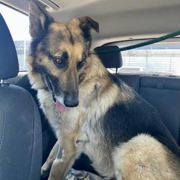 German Shepherd Dog Dogs Available for Adoption - Aslan | PetCurious