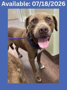 Dog Kennel # 36 -  Labrador Retriever and Mixed Breed Dog for Adoption in Greenville, Texas - Dog Kennel # 36 | PetCurious