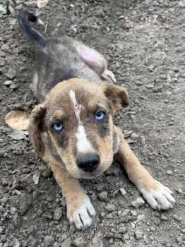 Ella Enchanted -  Shepherd and Husky Dog for Adoption in Fresno, California - Ella Enchanted | PetCurious