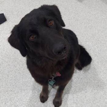 Harley -  Labrador Retriever and Mixed Breed Dog for Adoption in Lake Havasu City, Arizona - Harley | PetCurious