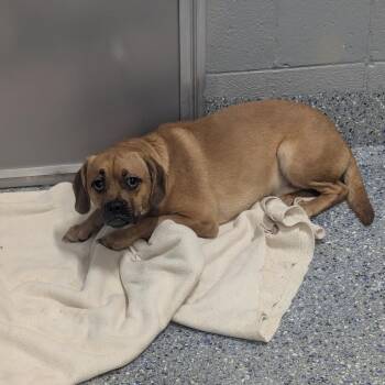 Ronnie -  Beagle and Pug Dog for Adoption in Charlottesville, Virginia - Ronnie | PetCurious