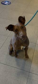 Rescue Labrador Retriever and German Shepherd Dog Dogs for Adoption in Rancho Cucamonga, California - DOBBY | PetCurious