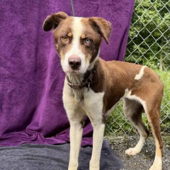 Muesli -  Mixed Breed Dog for Adoption in Toms River, New Jersey - Muesli | PetCurious