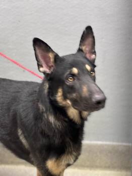 German Shepherd Dog Dogs Available for Adoption in Las Vegas, Nevada - TINKO | PetCurious