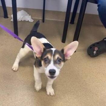 Knox -  Cardigan Welsh Corgi and Beagle Dog for Adoption in West Palm Beach, Florida - Knox | PetCurious