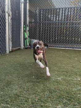 Lili -  Mixed Breed Dog for Adoption in Lafayette, Indiana - Lili | PetCurious