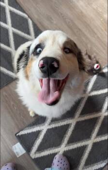 Rescue Australian Shepherd Dogs for Adoption in Brownstown, Indiana - Blu | PetCurious