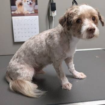 Rescue Maltese Dogs for Adoption in Las Vegas, Nevada - ICHABOD | PetCurious