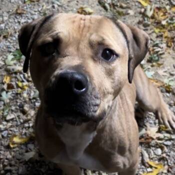 Rescue Pit Bull Terrier and Mixed Breed Dogs for Adoption in Mankato, Minnesota - Harold | PetCurious