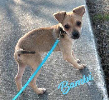 Bambi #brother-of-Lucita -  Chihuahua Dog for Adoption in Houston, Texas - Bambi #brother-of-Lucita | PetCurious