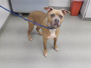 MARVIN -  Boxer and American Staffordshire Terrier Dog for Adoption in Omaha, Nebraska - MARVIN | PetCurious