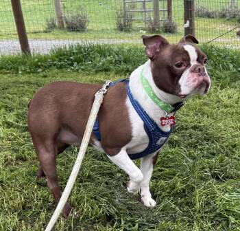 Boston Terrier and French Bulldog Dogs Available for Adoption - Buddy /Daze | PetCurious