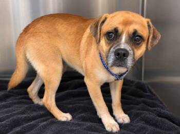 Meloso -  Boxer and Black Mouth Cur Dog for Adoption in Austin, Texas - Meloso | PetCurious